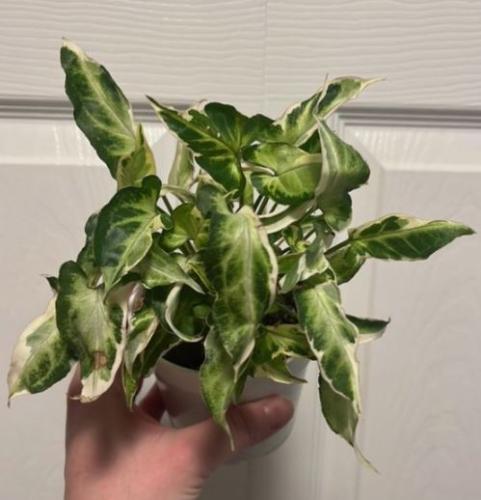 Syngonium Starlite - سينجونيوم ستارلايت