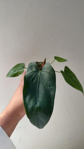 Anthurium Gigi x Anthurium dressleri