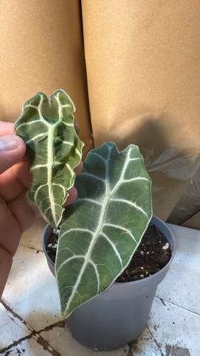 Alocasia Doff Watoniana 'Black Leaf'