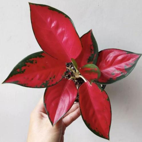 Aglaonema Red Suksom - أجلونيما ريد سوكسوم