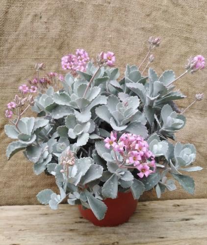 Kalanchoe pumila - كالانشو بوميلا
