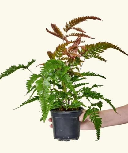 ‏ سرخس الخريف - Autumn Fern