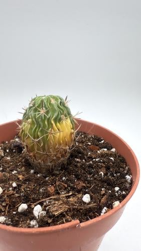 ستينوكاكتوس هستاتوس فرقيتد - Stenocactus hastatus Variegata