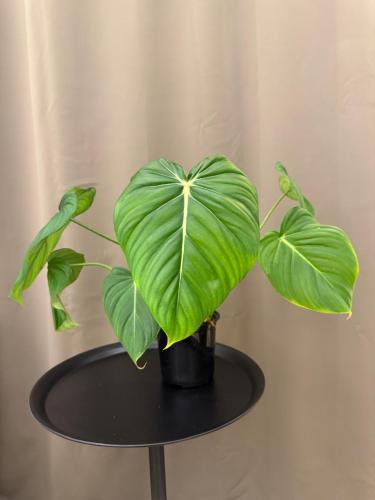 Philodendron Dean McDowell - فيلوديندرون دين ماكدو...