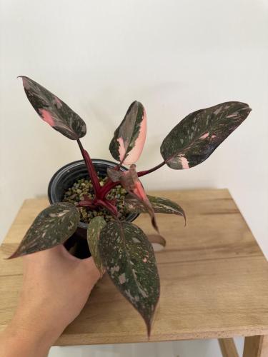 Philodendron Pink Princess Marble Galaxy - فيلوديندرون بينك برينسيس ماربل جالاكسي