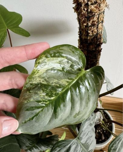 Philodendron Sodiroi Variegated - فيلوديندرون سوديروي فرقيتد