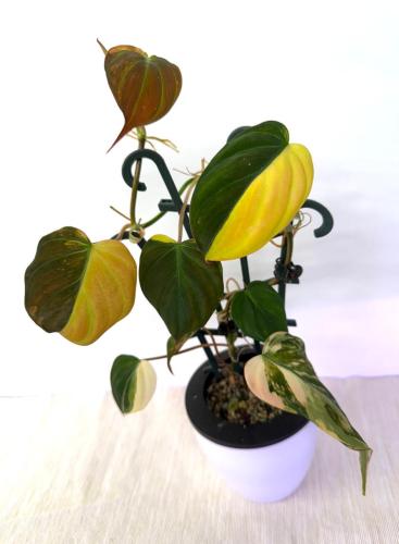 Philodendron Micans Variegated Pink – فيلوديندرون ميكانز فاريغيتد بينك