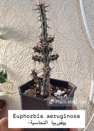 Euphorbia aeruginosa -يوفوربيا النحاسية