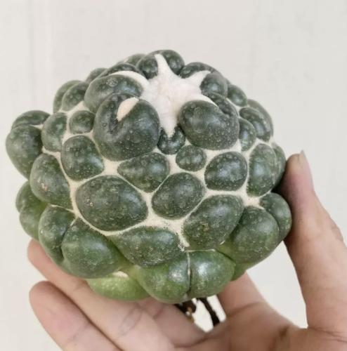 Coryphantha elephantidens cv. Inermis