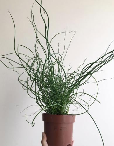 Juncus effusus Spiralis