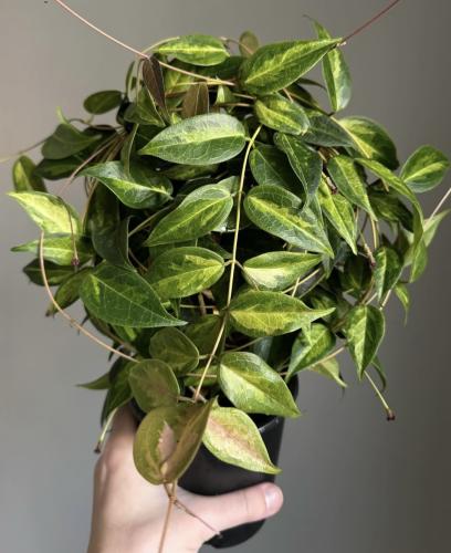 Hoya dennisii Frida — هويا دينيسي فريدا