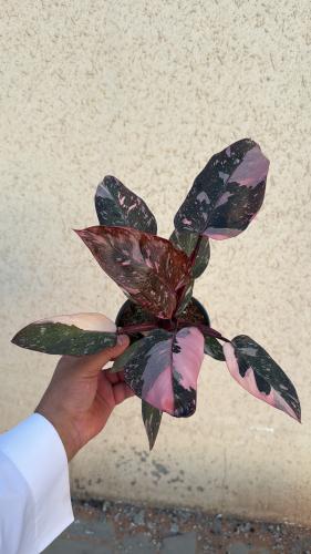 Philodendron Pink Princess Marble Galaxy - فيلودين...
