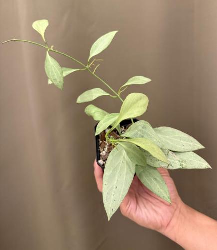 Hoya New Guinea ghost-هويا غينيا الجديدة شبح