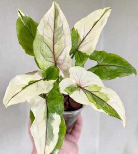 سينغونيوم الأميرة البيضاء- Syngonium White Princess