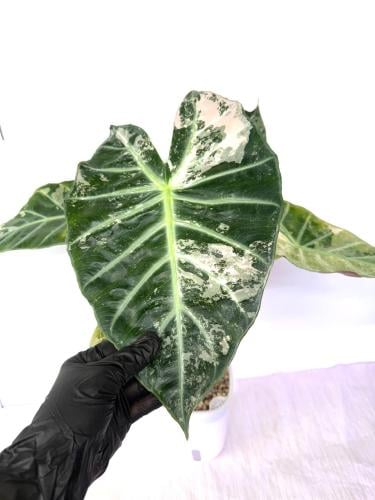 الوكاسيا بينك دراجون ألبو – Alocasia Pink Dragon Albo