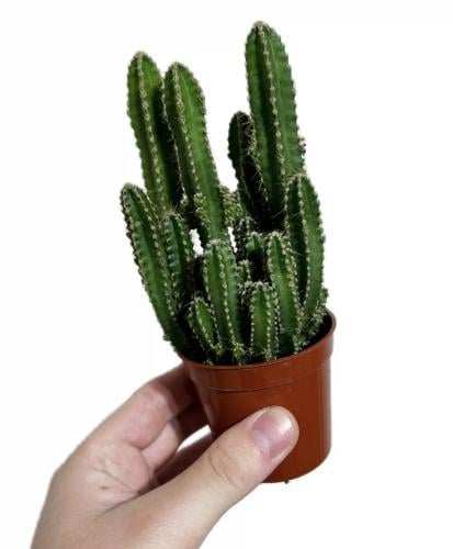 Cactus 'Fairy Castle' | Acanthocereus tetragonus