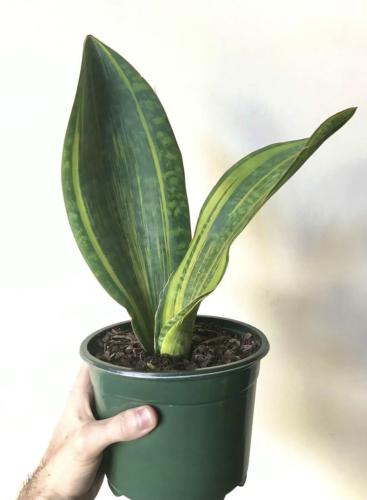 Sansevieria Masoniana ‘Whale Fin’ Variegated – سانسيفيريا زعانف الحوت فاريغيتد