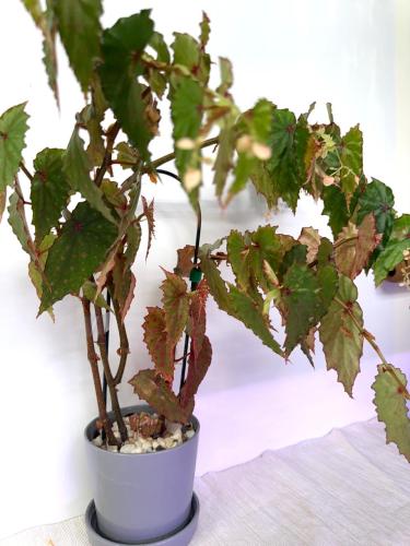 Begonia malachosticta – بيغونيا مالاكوستيكتا