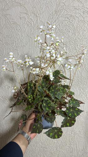 Begonia Bowenii - بيجونيا بوينيا