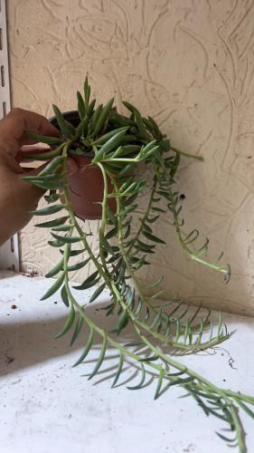 Senecio Radicans - سينيسيو راديكانس