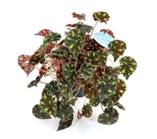 بيغونيا بوراوي- Begonia bowerae