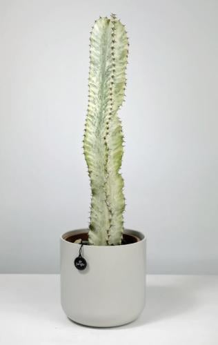 Euphorbia ammak variegated – الفربيون أماك فرقيتد