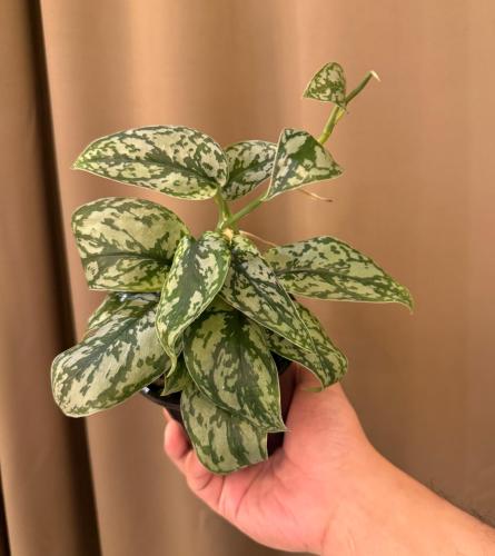 Scindapsus Silver Lady - سكاندبسس السيدة الفضية