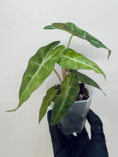 Alocasia Amazonica Aurea – ألوكاسيا أمازونيكا أوريا