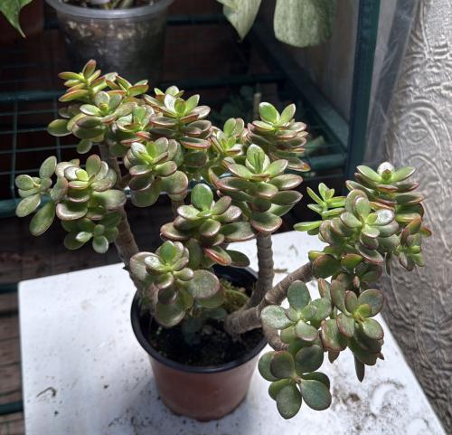 Crassula ovata obliqua ‘California Red Tip’ – كراسولا أوفاتا أوبليكوا “California Red Tip”