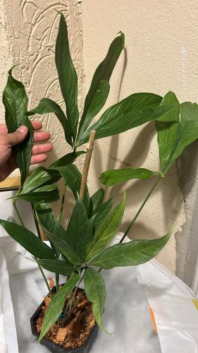 ‏أنثوريوم سودوكلافيجرم - Anthurium pseudoclaphygram