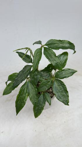 Anthurium Polyschistum – أنثوريوم بوليشستوم
