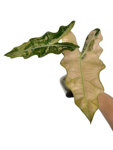 Alocasia Pseudo Sanderiana Pink – ألوكاسيا بيسودو سانديريانا الورديّة