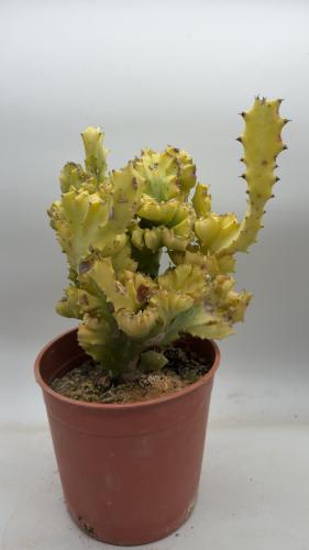 Euphorbia lactea Cristata - الكريستاتا المتشققة
