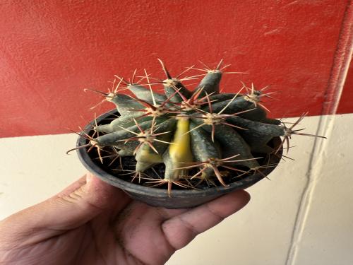Ferocactus recurvus variegated- فيروككتوس ريكورفوس فارقيتد