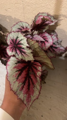 Begonia Pink Splash - بيجونيا بينك سبلاش