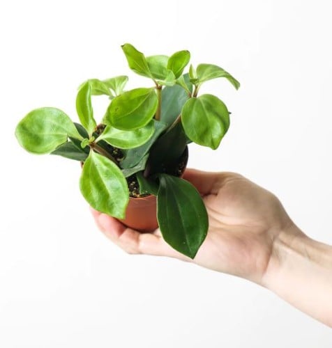 Peperomia Pereskiifolia - بيبيروميا بيريسكيفوليا