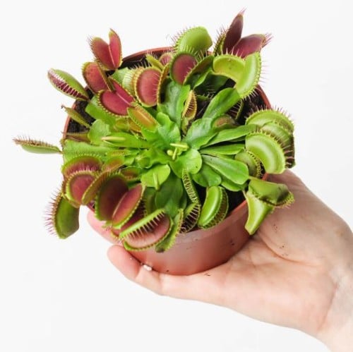 ديونيا موسكيبولا | فينوس صائدة الذباب - Dionaea mu...