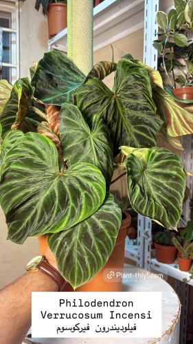 Philodendron Verrucosum - فيلوديندرون فيركوسوم