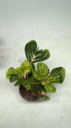 Iresine herbstii Funny Gold- ايريسين هيربستي الذهب المضحك