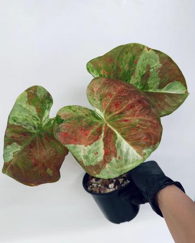 Caladium - كلاديوم