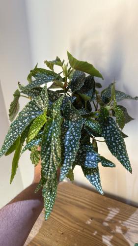 Begonia Double Dot - بيقونيا دبل دوت