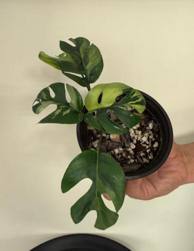 Rhaphidophor Tetrasperma variegated  -  رافيدوفورا  تيتراسبيرما فرقيتد