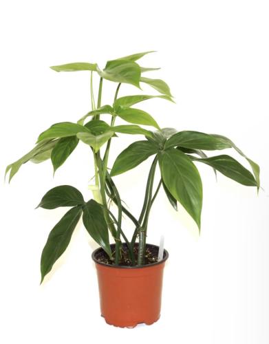 Philodendron tripartitum - فيلوديندرون تريبارتيتوم