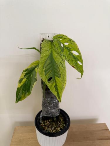 Amydium Medium Galaxy Variegated - أميديوم ميديم جالكسي فرقيتد