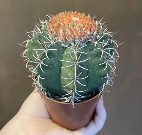 Melon Cactus أو Turk’s Cap Cactus – صبار قلنسوة التركي