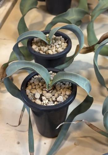 Welwitschia mirabilis – ويلويتشيا مِرابيليس