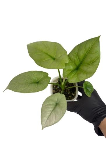 Alocasia Sinuata Mint Variegated – ألوكاسيا سينيـواتا  مينت