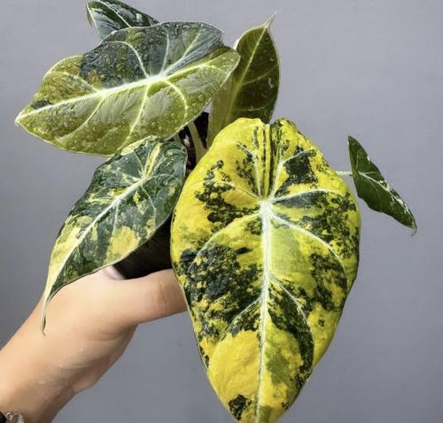 Alocasa Black Valvet Gold - ألوكاسيا بلاك فيلفيت جولد