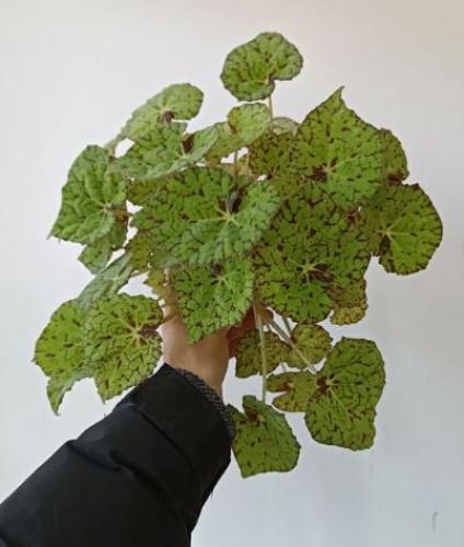 Begonia Froggy - بيجونيا الضفدع