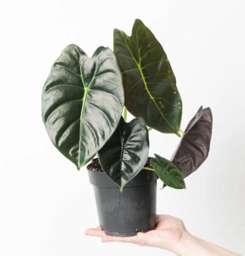 Alocasia Golden Bon - ألوكاسيا جولدن بون